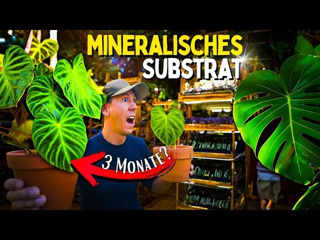 Mineralisches Substrat 3 Monate getestet  Was geschah mit den Zimmerpflanzen im min. Substrat?