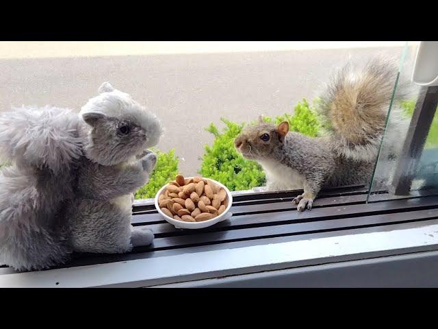 Squirrels' reactions to a stuffed squirrel (in memory of Smoothie)