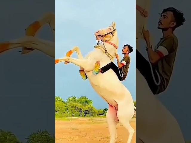 new Tik Tok video Ghoda Rider