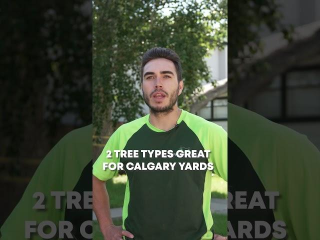  Best Trees for Calgary Yards! Expert Arborist Picks 