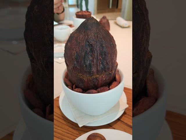 카카오 열매 크기 실화?