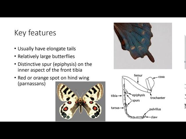 Workshop #3 - Lepidoptera (Butterflies, Moths, and Skippers)