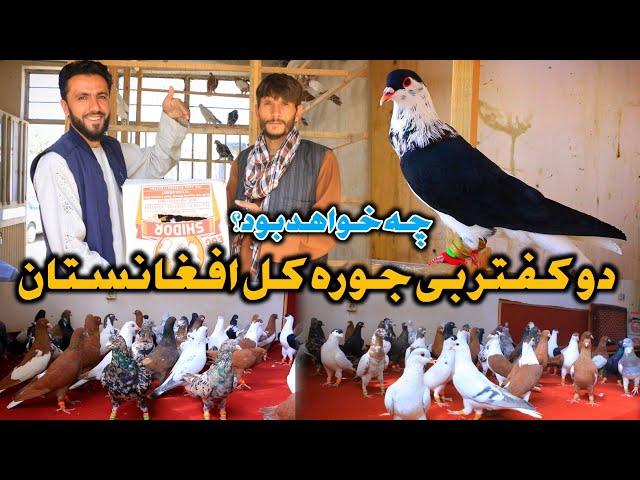 فروش زحمات چندین ساله اما چرا/دو کفتر بی مثال افغانستان برای فروش |Two unique Pigeons of Afghanistan