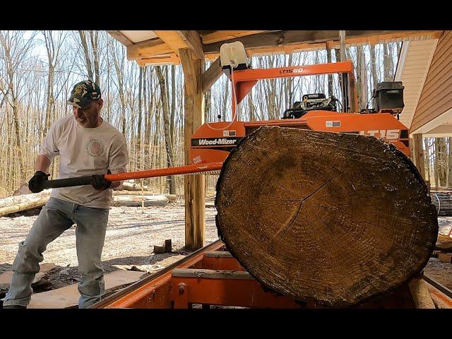 Big Spruce on the Sawmill