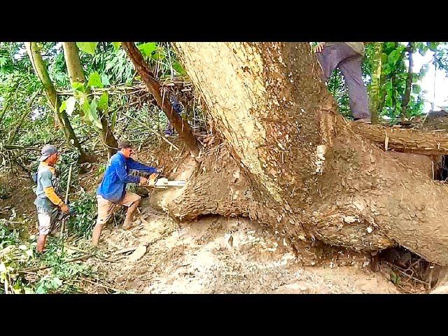 Big unexpected danger..‼️cut down the biggest trembesi tree near the river