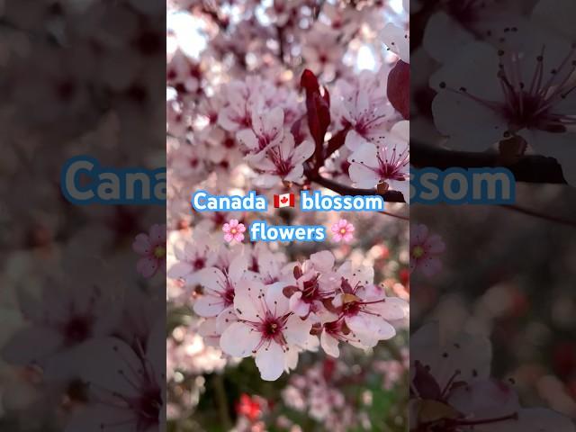 The tree blossom flowers  Canada, #music #piano #relaxing America