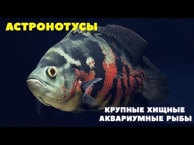 КРУПНЫЕ ХИЩНИКИ аквариума - Astronotus ocellatus | Астронотус тигровый глазчатый и Оскар красный