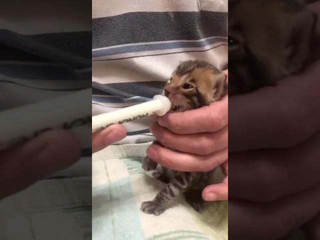 Малыш-крепыш #бенгальскаякошка #cat #бенгальская #котенок #kitten #бенгал #animals #cats