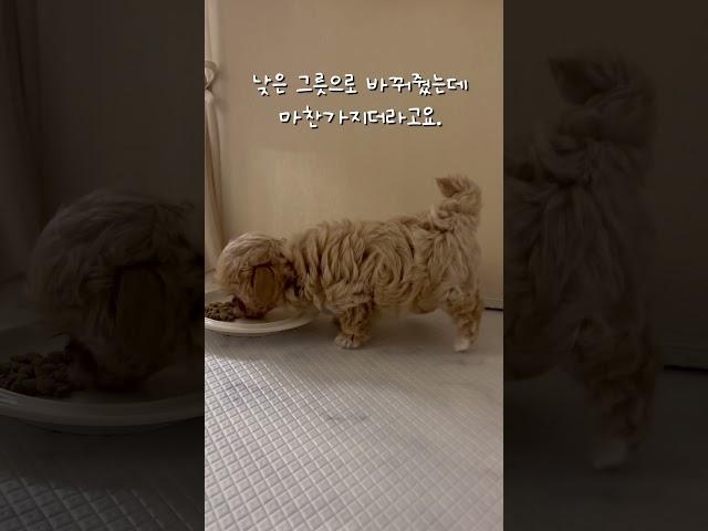 강아지 밥먹을때 뒷다리 #강아지 #puppy #말티푸 #강아지브이로그