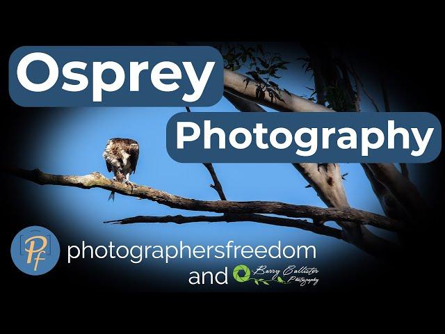 Osprey Photography Woolgoolga Lake NSW - Photographer's Freedom