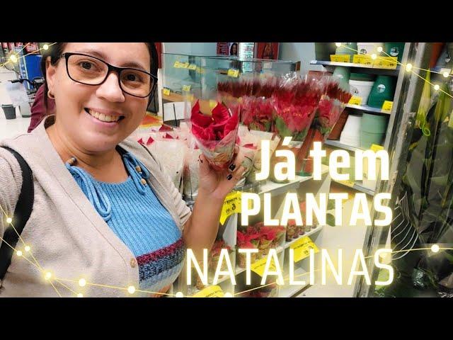 COMEÇOU A VIR PLANTAS NATALINAS NO MERCADO CARREFOUR