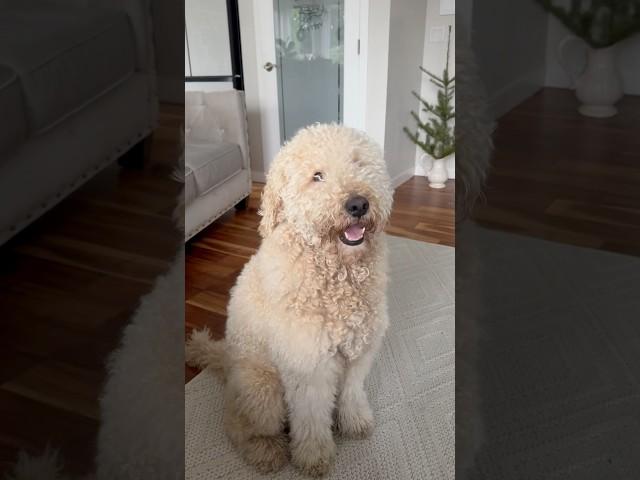What would you do if a stranger wanted too come in the house # house # stranger #dog #buddy