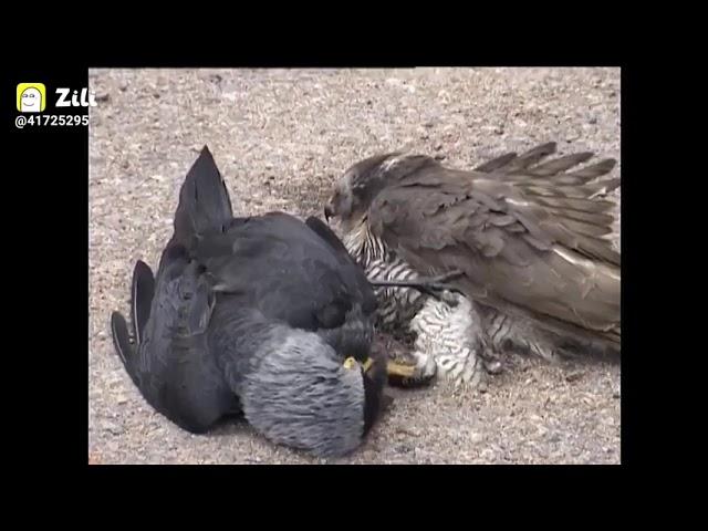 eagle versus crow fight.. crow win