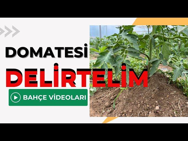 HADİ DOMATESLERİ DELİRTELİM / TALHA  UĞURLUEL