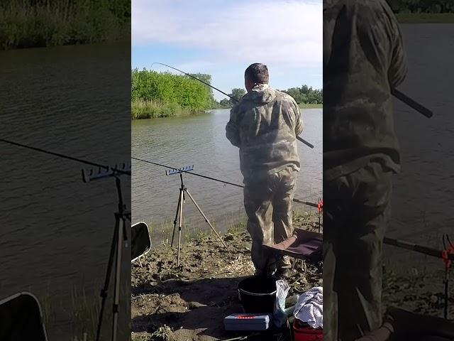 ПОКЛЕВКА  ЛЕЩА на ФИДЕР #shorts #short #shortvideo ##ловлялеща #Рыбалка