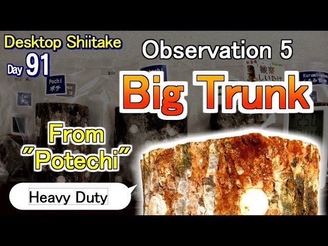 【Observation 5】Big Trunk "Potechi"【Day 91】