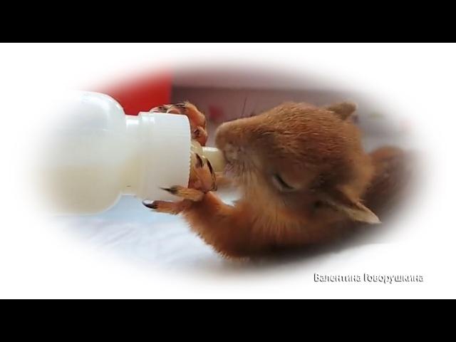 Уход за грудным бельчонком. (Life) Rehabilitation of baby squirrels