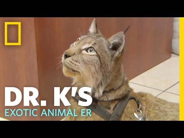 A Hairy Situation | Dr. K's Exotic Animal ER