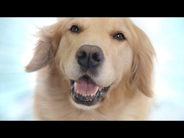 Blown Away - Chewy.com Commercial | Chewy