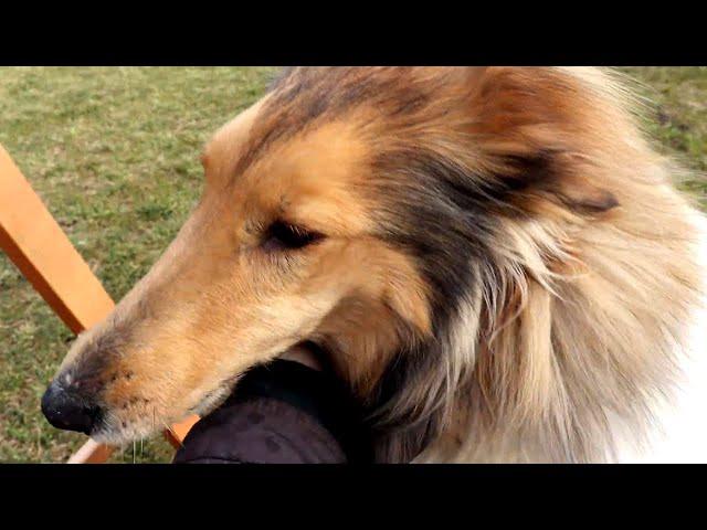 Rough Collie Jessie - Active Dog Close-Up.