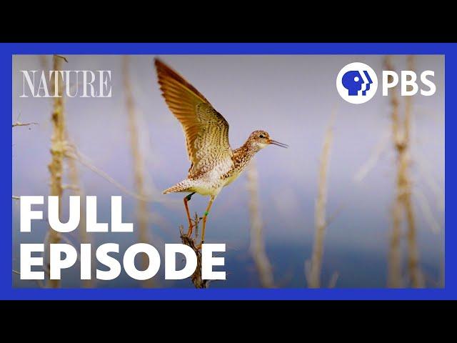 Flyways | Full Episode | NATURE | PBS
