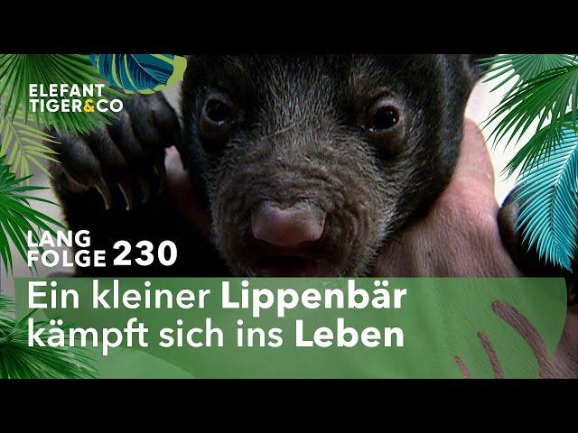 Kinderüberraschungen im Leipziger Zoo (Langfolge 230) | Elefant, Tiger & Co. | ARD