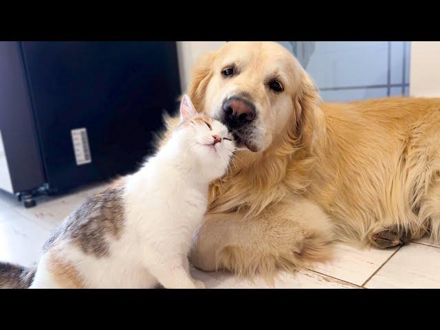 Golden Retriever Taking Care of a Pregnant Cat