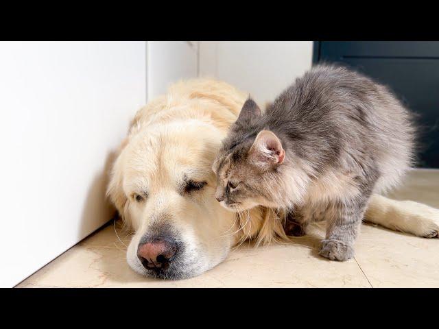 Pregnant Cat Demands Attention from Sleepy Golden Retriever