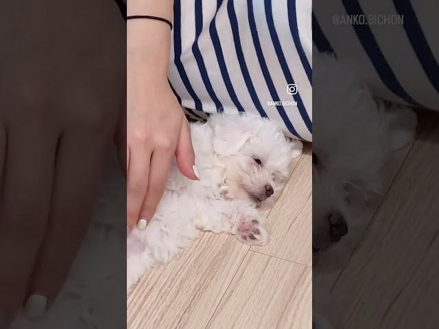 아기시절 앙꼬  지금은 없는 핑크쩰리 ~  #강아지 #puppy #비숑