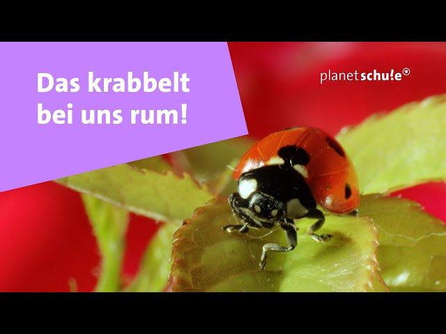 Krabbeltiere: Die Spinne ist kein Insekt - Das kleine 1x1 der Artenkunde  | Planet Schule