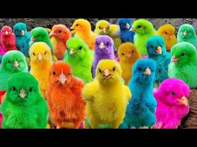 Ayam Lucu, ayam warna warni, ayam rainbow, kelinci lucu, bebek lucu, ikan koi, Hewan Lucu