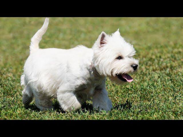 Getting to Know the West Highland White Terrier - All You Need to Know!