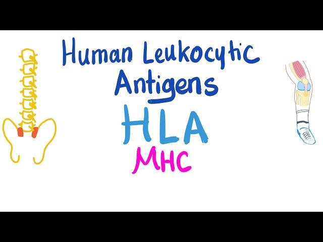 Human Leukocytic Antigen (HLA) - Major Histocompatibility Complex (MHC) - Immune System