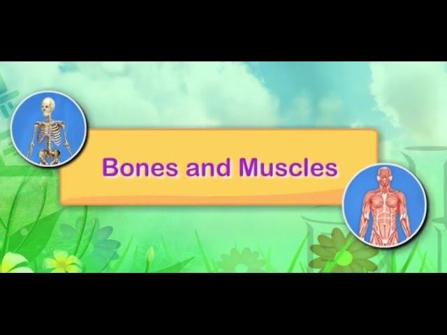 Bones and Muscles | Science For Kids | Grade 2 | Periwinkle