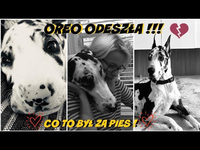 OREO ODESZŁA! CO TO BYŁ ZA PIES! ZOSTANIE NA ZAWSZE W NASZY SERCACH!