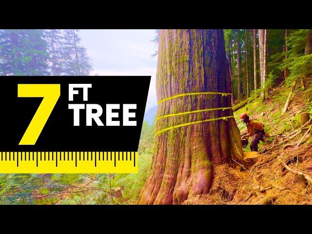 163. High Grade 7ft Cedar | Heli Logging