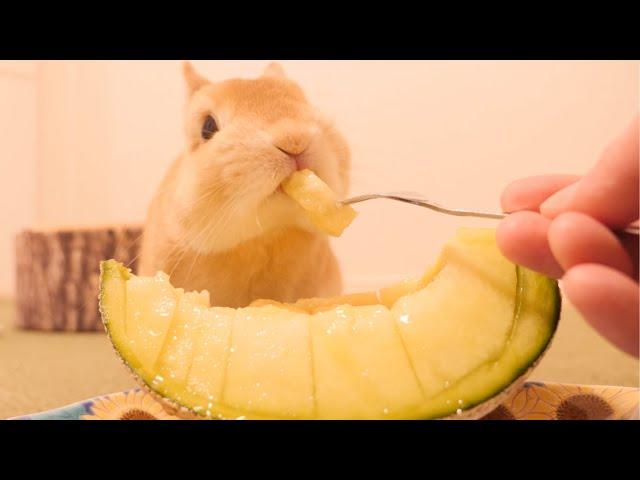 I gave my first melon to a rabbit as a reward for nail clipping [No.781].