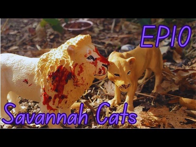 Savannah Cats |EP10| ~Final~ Toy Lion / Leopard / Cheetah Series