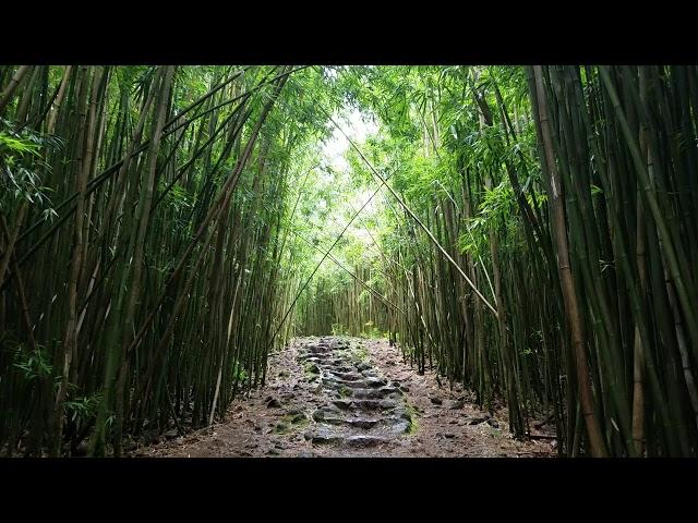 Bamboo Forest along Pipiwai Trail, on the Road To Hana