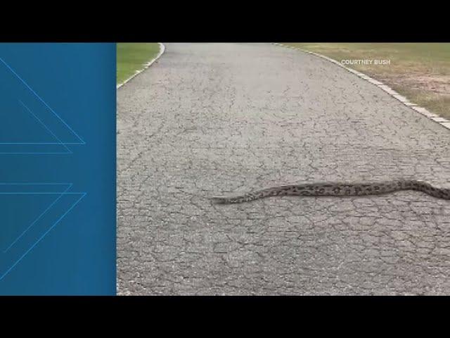 Woman spots snakes slithering around Piedmont Park