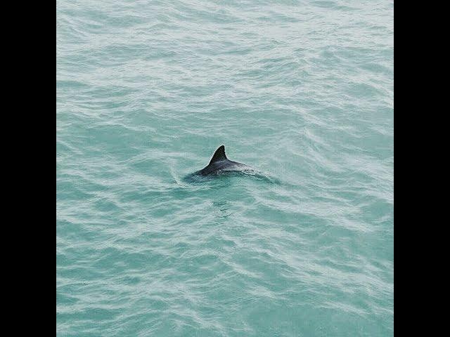 DOLPHIN safari at COCO Beach-Goa