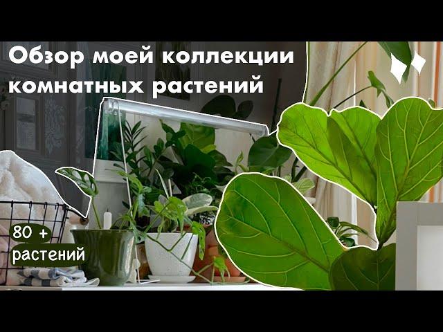 80+ растений в однушке! / обзор моей коллекции комнатных растений 