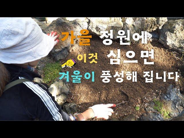 가을 정원의 마지막을 정리하는 나만의 방법 │세덤 │튤립 │무늬사초