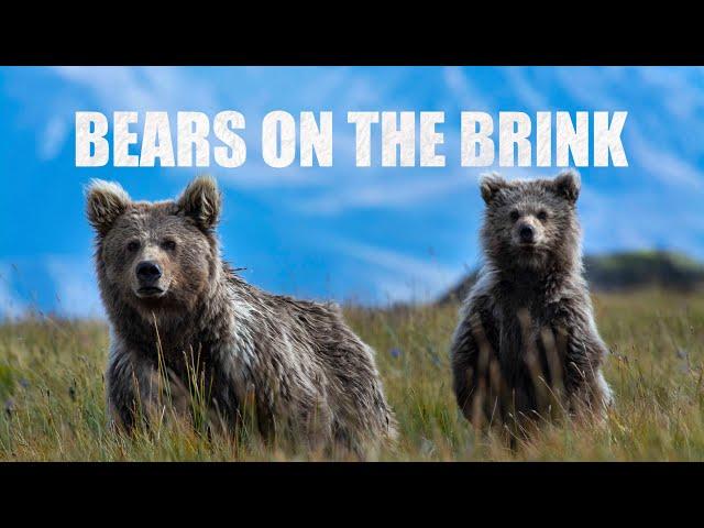 A story of the Himalayan Brown Bears  - Deosai National Park | Wildlife Documentary