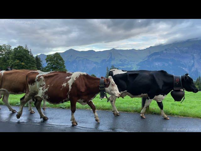 A visit at Axalp - the other side of Brienz 4K