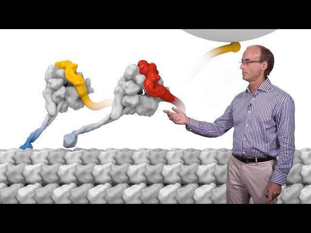 Ron Vale (UCSF, HHMI) 2: Molecular Motor Proteins: The Mechanism of Dynein Motility