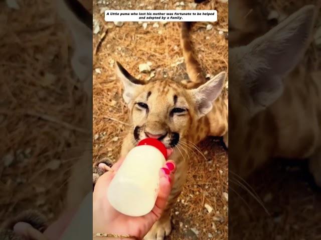 The little puma lost his mother and luckily a family helped him and adopted him. #cuteanimals #puma
