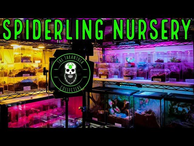 How To Keep YOUR Tarantulas Warm - Spiderling Nursery