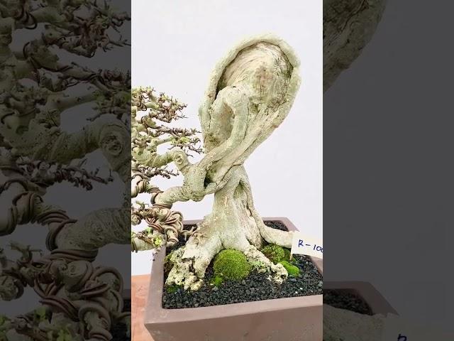 Bonsai serut the max 30 cm terbaik #inspirasibonsai #streblusasper