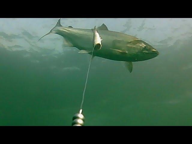 Underwater COHO Bites: Jeff Head and Meadow Point KAYAK FISHING